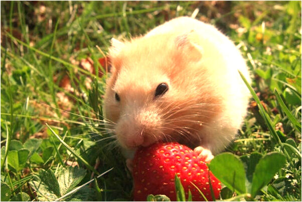 夢到老鄉電話求助的預兆_周公解夢官網