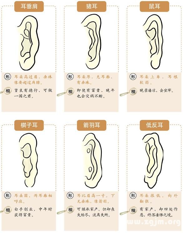 The illustration of ear shape types