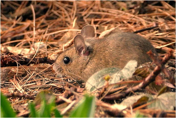 夢到著背一個女孩是好是壞_周公解夢官網