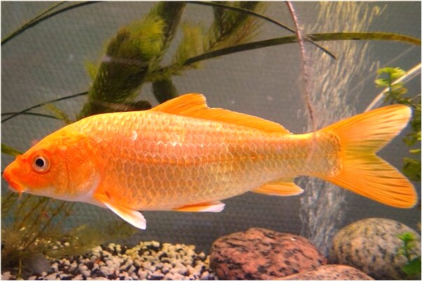 夢見女歌唱演員有什麼寓意嗎_周公解夢官網