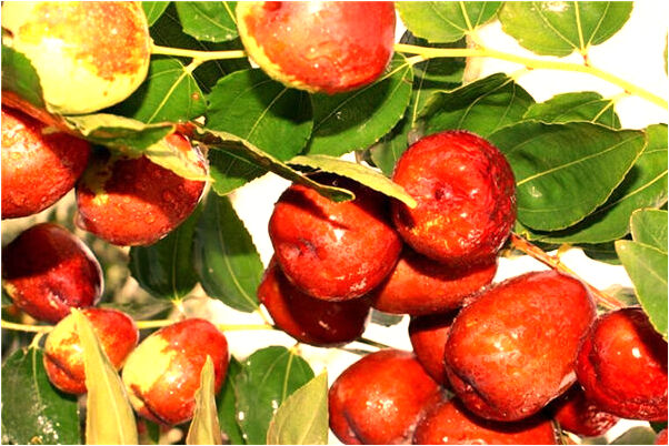 夢見老公和別的女生曖昧是吉兆嗎?_周公解夢官網