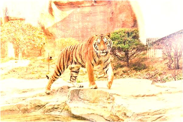 夢見水幹了金魚死了是吉兆嗎?_周公解夢官網