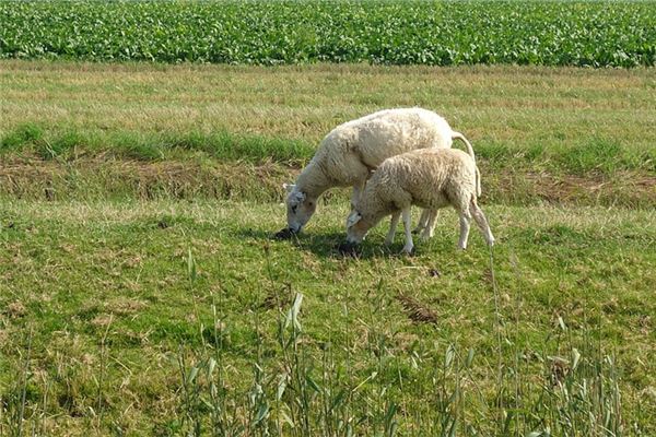 1955年屬羊人2021年運勢及命運 67歲生肖羊在牛年每月運程如何_十二生肖