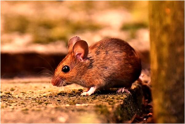 夢到鳥打架有什麼說法_周公解夢官網