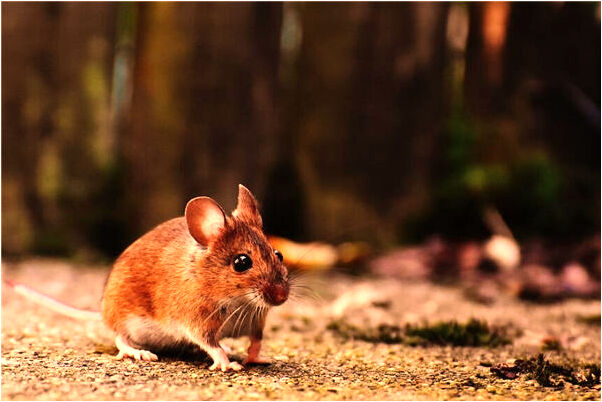夢到老師預打人代表著什麼_周公解夢官網
