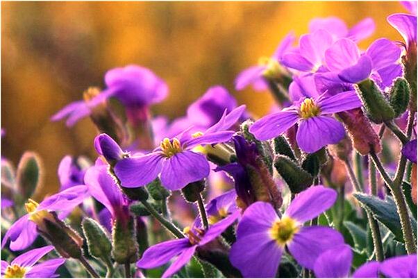 夢到了好多水和鞋子預示什麼_周公解夢官網