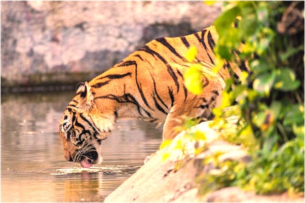 夢到了高僧在我臉上畫符代表著什麼_周公解夢官網