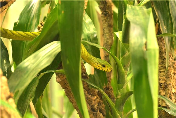 夢到情人騎車是好是壞_周公解夢官網
