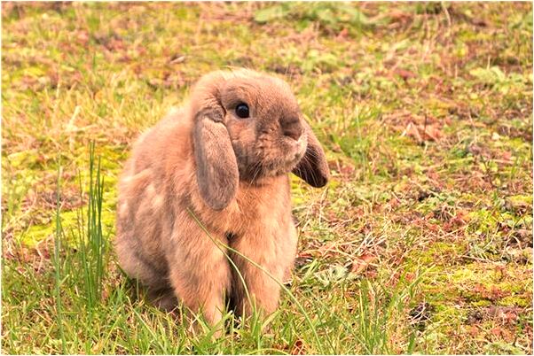 夢到了三顆大牙掉了是什麼徵兆_周公解夢官網