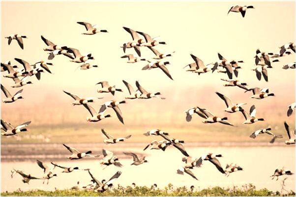 夢到在飯桌上用別人的手機拍照是什麼意思_周公解夢官網