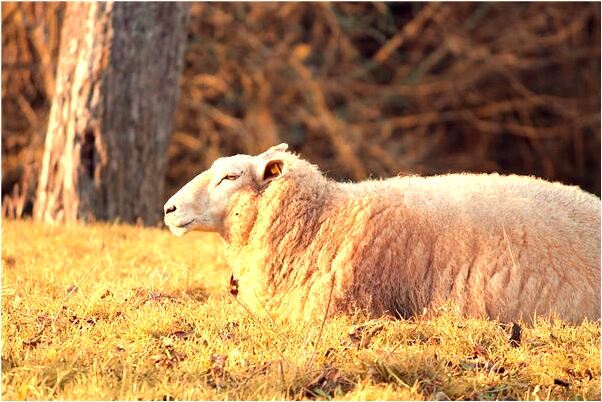 夢到小孩嘴上長毛有什麼預兆_周公解夢官網