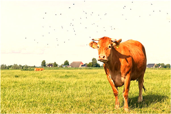 夢到姜嫄嫄和她老公上樓梯是什麼意思_周公解夢官網