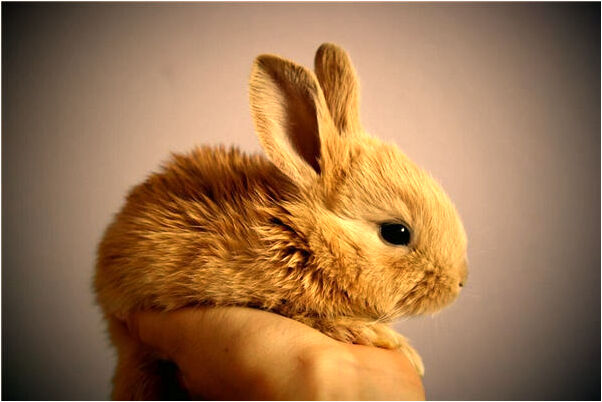 夢到了坐遊樂園的過山車永遠是不是好的徵兆呢_周公解夢官網