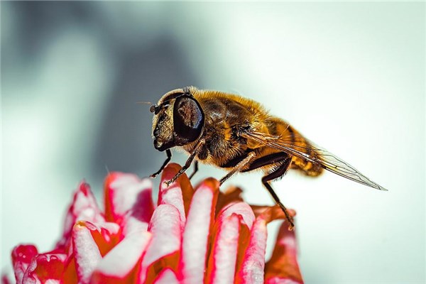 夢到被蟄是什麼預兆?_周公解夢