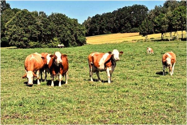 夢到拆人死後別人辟邪黃色東西是什麼預兆_周公解夢官網