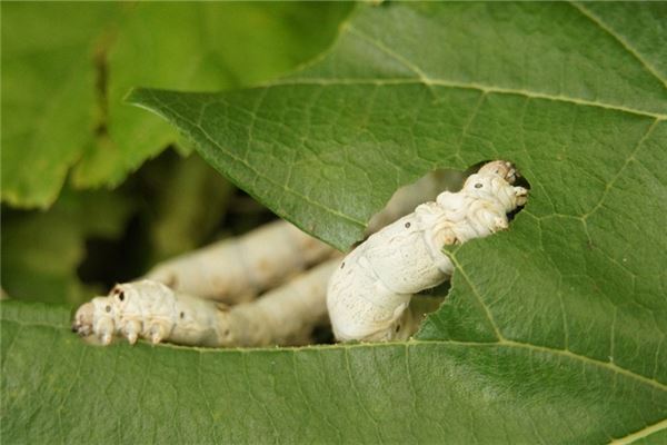 夢到了自己身上有蛆啥意思_周公解夢