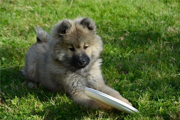 夢見瘋狗咬是啥預兆_周公解夢