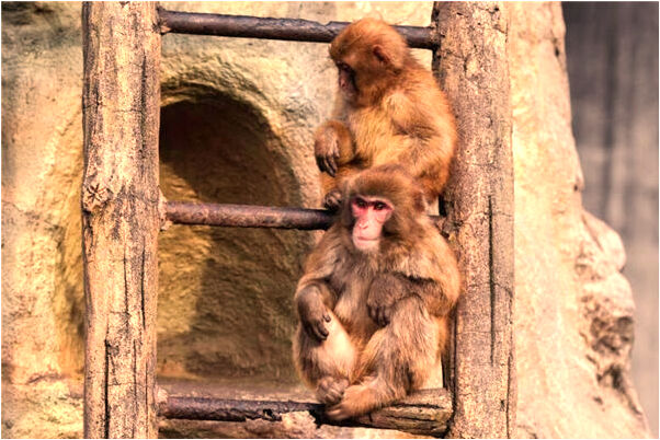 夢到了和男友親熱被她媽撞見是什麼徵兆_周公解夢官網