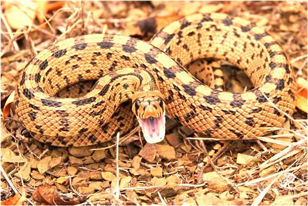 夢到了考試很低分預示著什麼_周公解夢官網