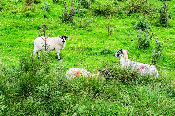1979年屬羊人2021年運勢及命運 43歲生肖羊在牛年每月運程如何_十二生肖