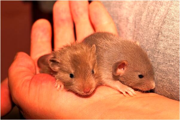 夢見錢被小偷偷走是什麼啟示_周公解夢官網