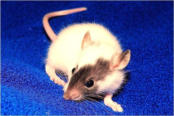 夢到了我的寶寶和我睡在一起有何寓意_周公解夢官網