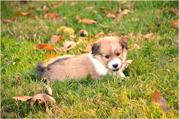 夢到了自己燙了個漂亮的短髮是凶兆還是吉兆_周公解夢官網