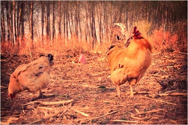 夢到了在牆壁上行走會怎么樣_周公解夢官網