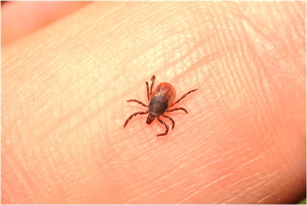 夢到了金光閃閃的樹意味什麼_周公解夢官網