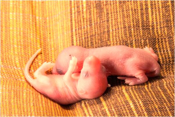 夢到了山上樹木成焦炭是咋回事_周公解夢官網