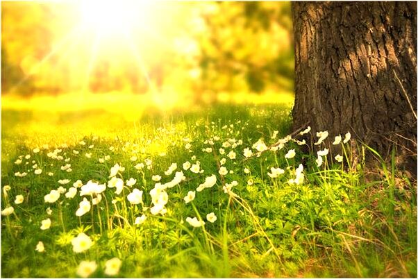 夢見抓住狗關在家裡預示什麼_周公解夢官網